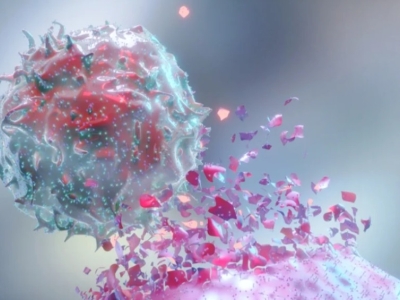 NK細胞與T細胞區(qū)別