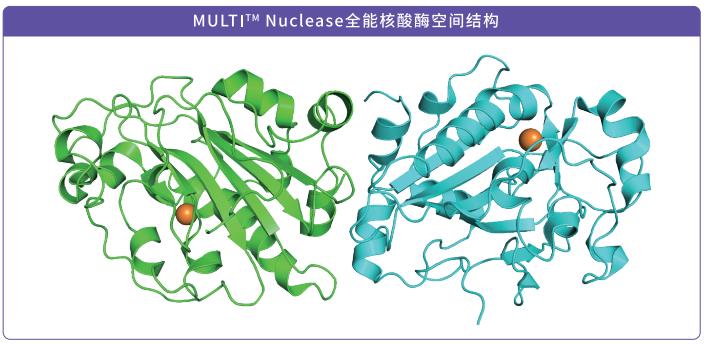 MULTIT? Nuclease全能核酸酶空間結(jié)構(gòu)