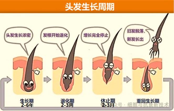 頭發(fā)生長(zhǎng)周期