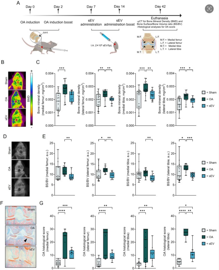關(guān)節(jié)內(nèi)注射外泌體具有良好的安全性