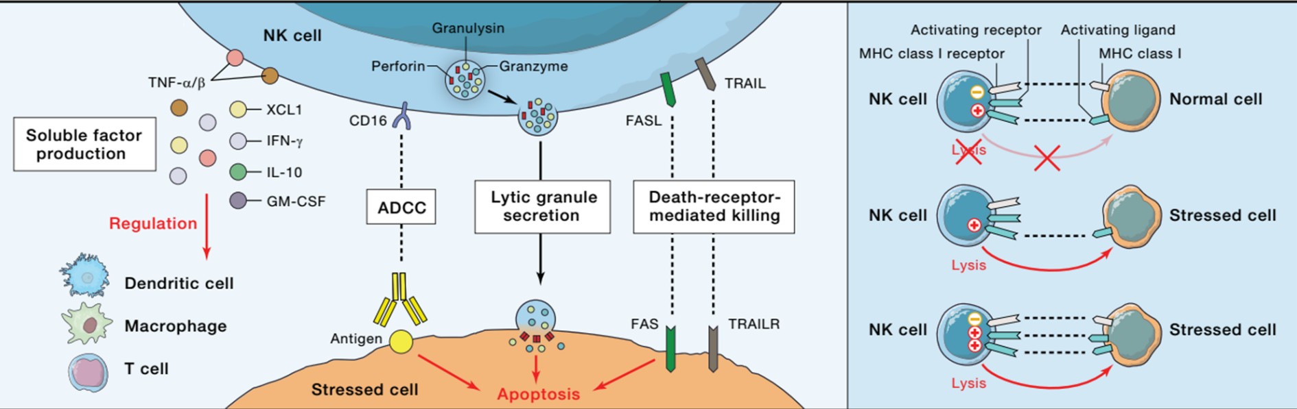 通過FasL和TRAIL誘導(dǎo)靶細(xì)胞凋亡