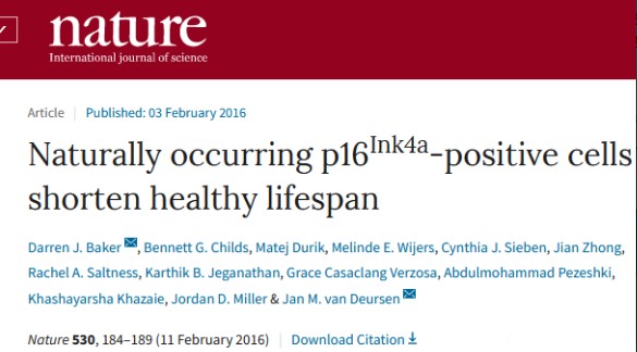 清除衰老的細(xì)胞，對延緩衰老具有顯著作用，NK細(xì)胞可以發(fā)揮這方面的功能。